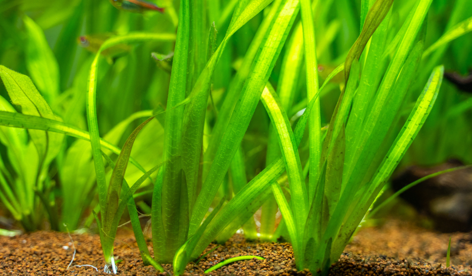 Quel substrat choisir pour les plantes de son aquarium ? - Jardiland