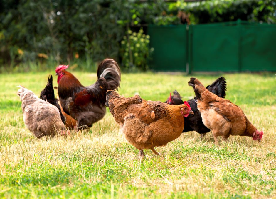 20 m2 par poule dans le parcours, une surface idéale pour des poules heureuses !