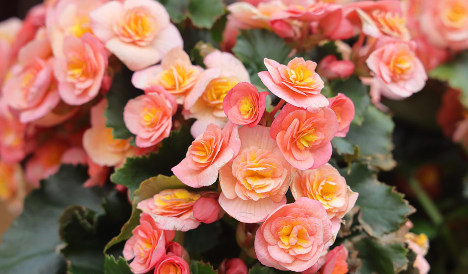 8 plantes d'intérieur colorées pour la maison Jardiland — free download