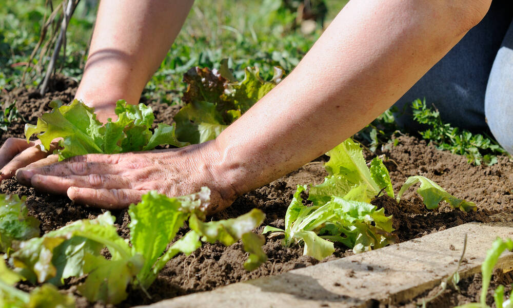 Tassez bien la terre autour des plants avant d’arroser 