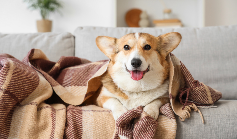 Des solutions existent pour occuper son chien en hiver !