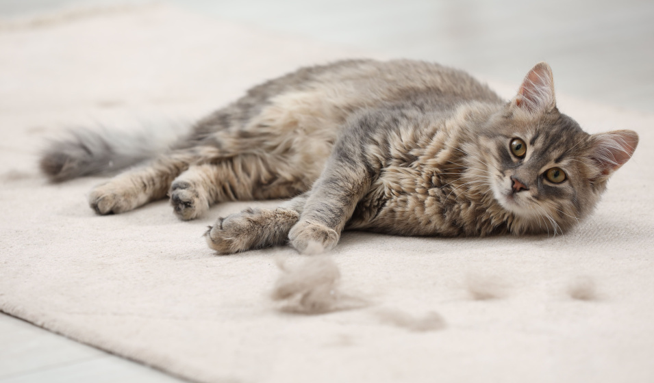 Mon chat perd ses poils : plusieurs explications existent !