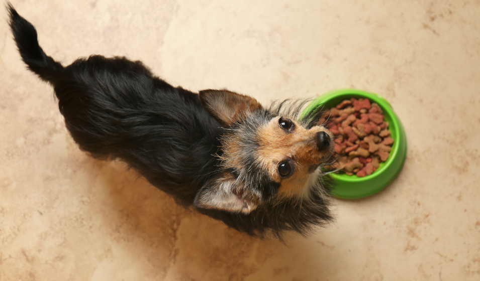 Un petit chien senior prêt à manger des croquettes dans sa gamelle