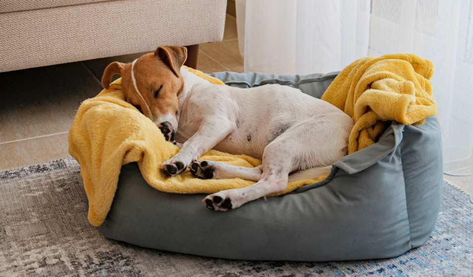 Housse de canapé en peluche moelleuse pour lit de chien calme Housse de  canapé pour chien