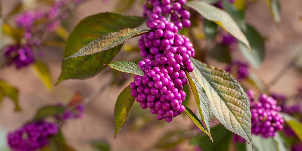 Callicarpa dichotoma