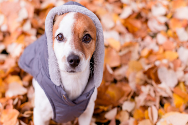 Le 14 février est l'occasion d'offrir un vêtement à son chien !