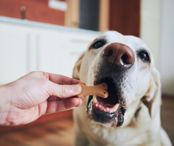 snack para perro ejemplo