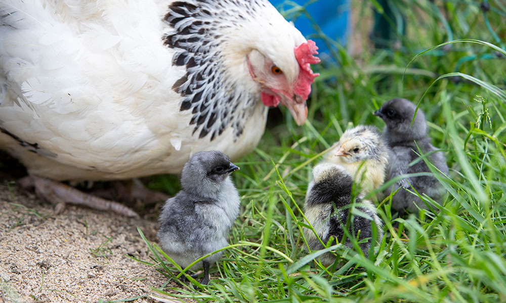 Une poule de race Sussex avec ses poussins pour leur première sortie hors du nid. 