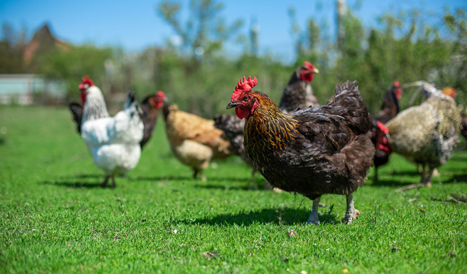 Le jardin doit être aménagé selon les besoins des poules