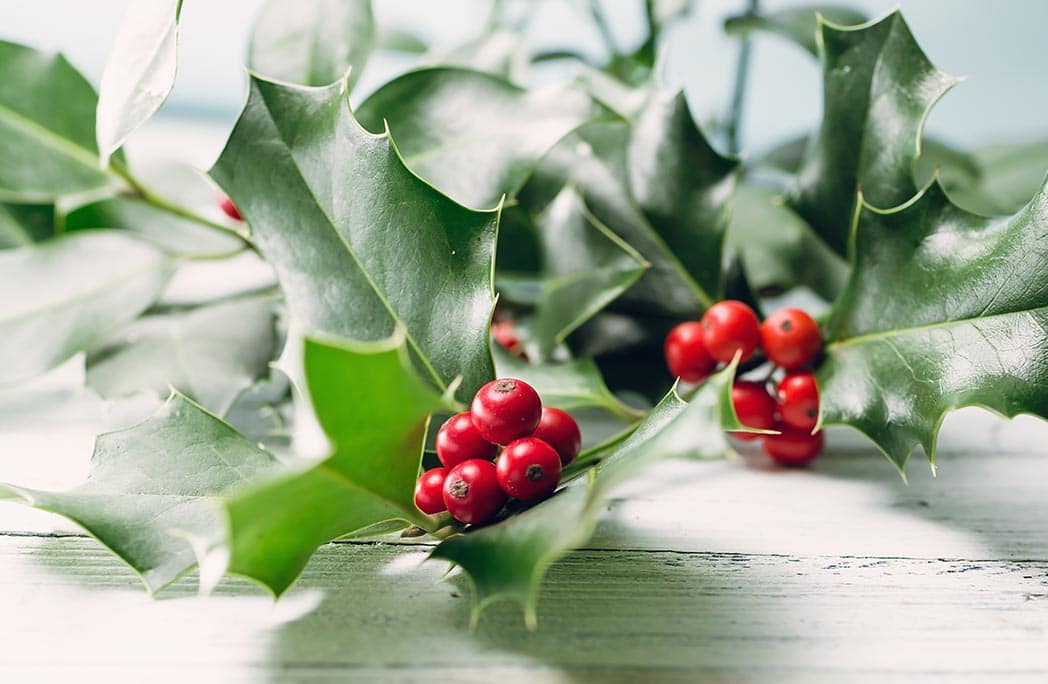 Attention aux plantes décoratives comme le houx