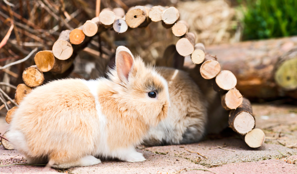 Les tunnels sont des accessoires multifonctions pour les lapins nains !