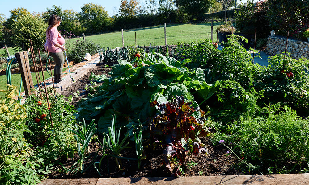 Delphine et son potager "tout pour la ratatouille"