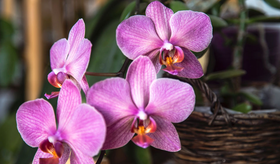 Comment rempoter une orchidée ? - Promesse de Fleurs