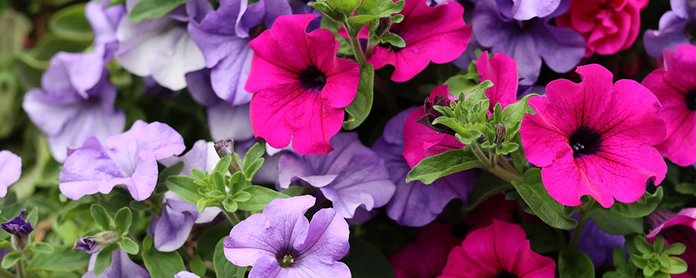 Les pétunias et leur généreuse floraison