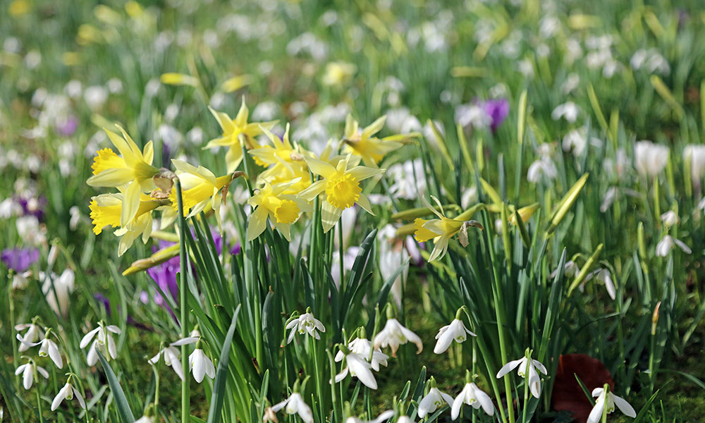 10 bulbes à fleurs d'hiver