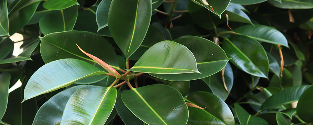 La plante entière est très toxique par ingestion et contact, du fait des furocoumarines photosensibilisantes qu’elle contient. Le chat peut être prostré, vomissements, diarrhées, lésions buccales, atteintes rénales, œdème de la face.