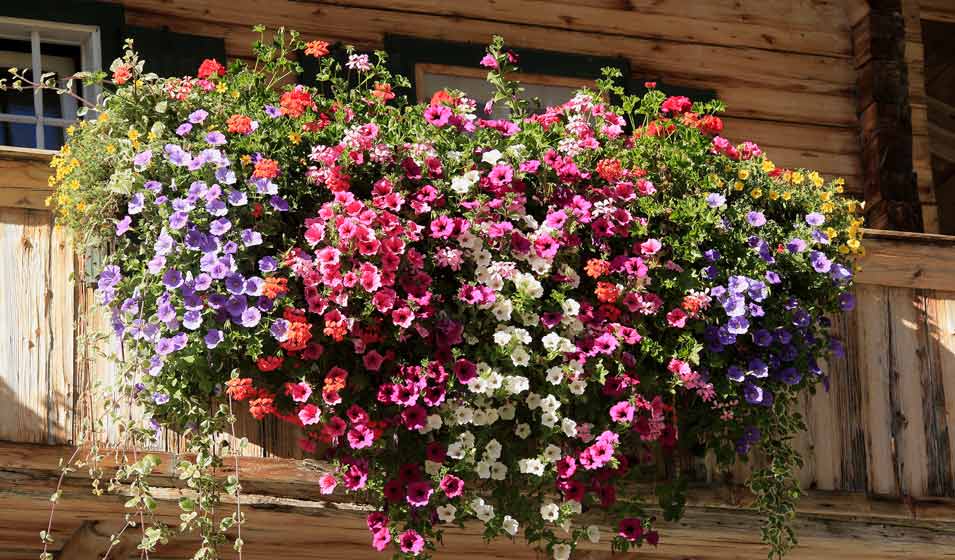 Sitemapcdatahttpsshopinf Inetcomfausses Plantes Retombantes