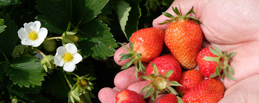 De belles récoltes de fraises