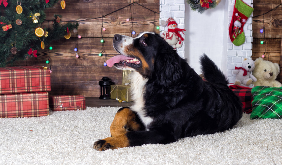 14 idées de cadeaux de Noël pour gâter son chien - Jardiland