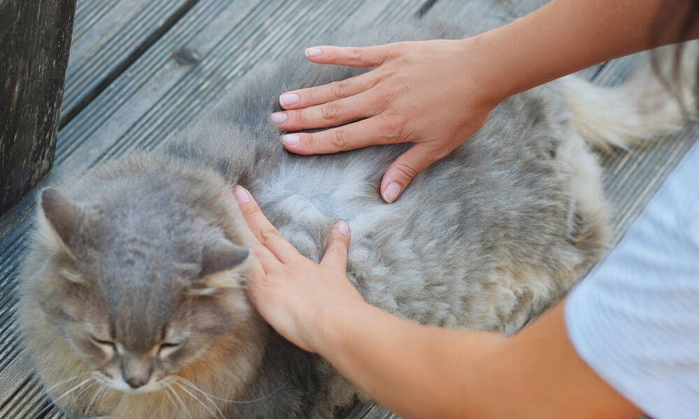 Est-ce que mon chat a des puces ? Est-ce que mon chat a des puces ? - © Алина Битта - stock.adobe.com