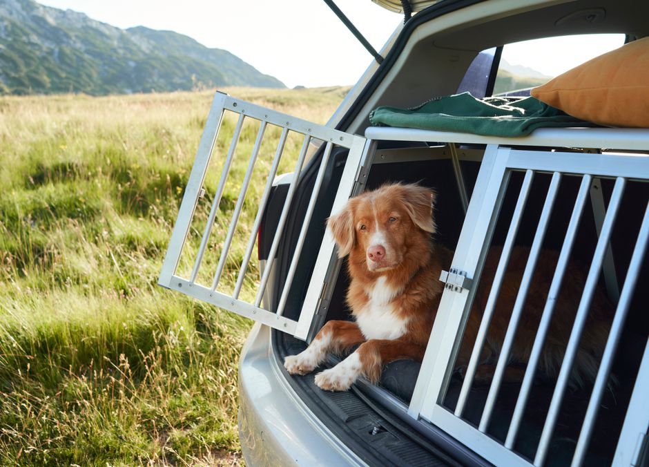 Une grande caisse de transport dans le coffre, le top pour un long voyage, à condition de faire des pauses !