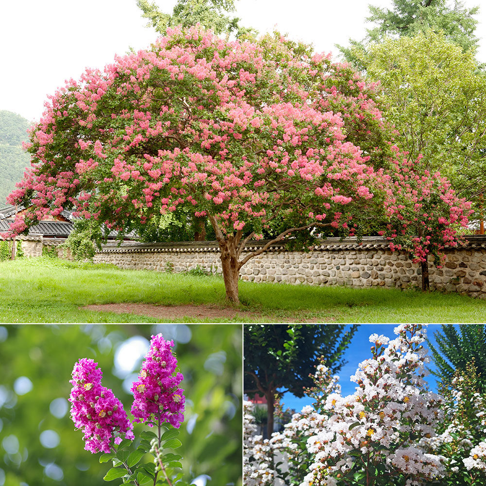 Lagerstroemia