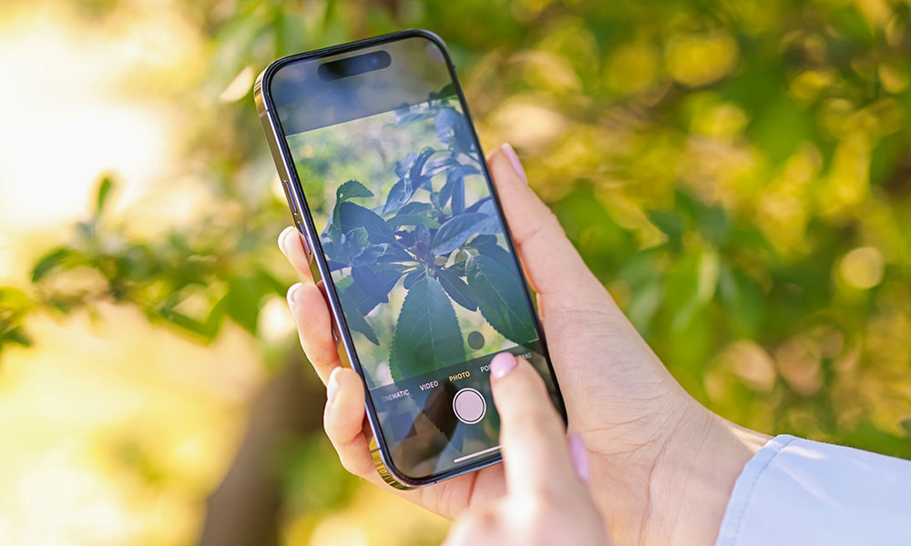 PlanteFacile : notre outil gratuit pour reconnaitre les plantes  -  Jardiland