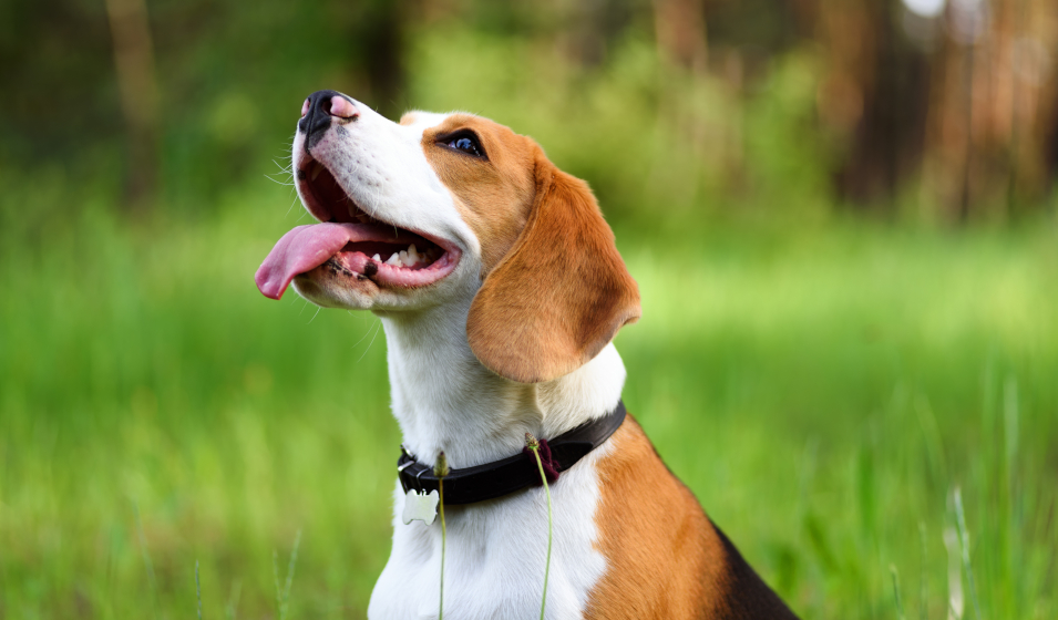 Mon chien ne mange plus ses croquettes que faire ? Jardiland