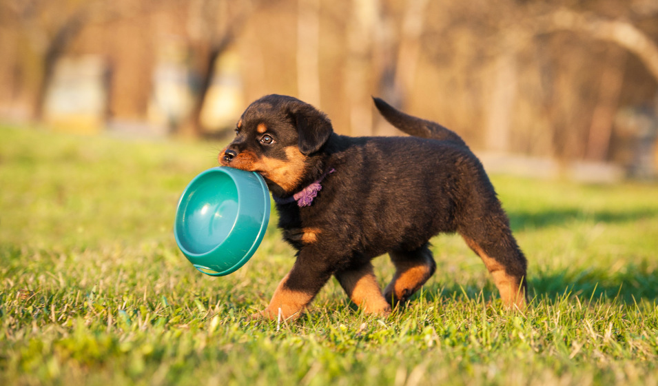 La gamelle de croquettes est parfois un jeu pour les chiots