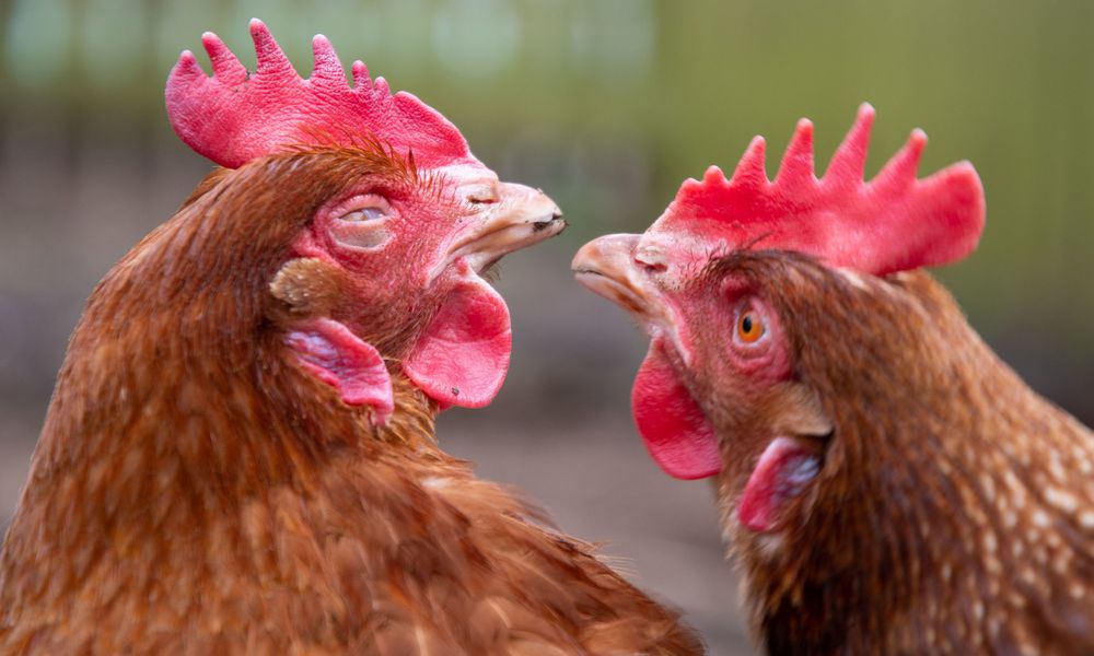 Les petits coups de bec sont fréquents et normaux chez les poules, il n’y a rien de grave
