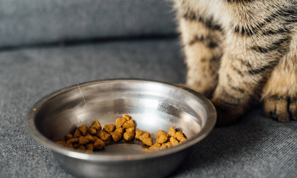La nourriture donnée à votre chat conditionne ses besoins en eau