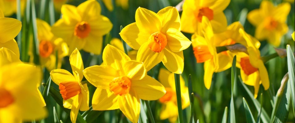 Le messager du printemps 