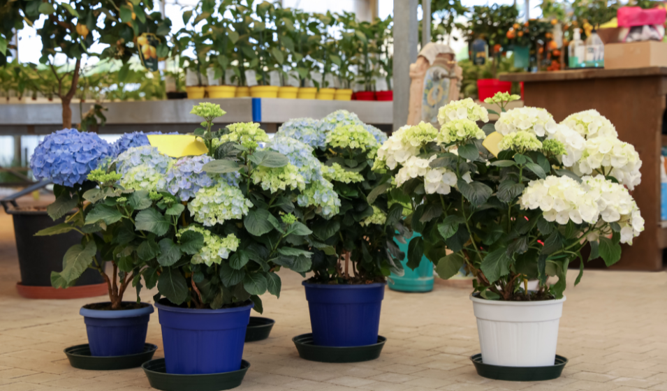 Hortensia En Maceta Exterior
