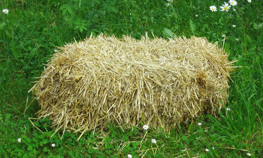 Très bon isolant, la paille en bottes va former des parois pour une mini-serre châssis, à surmonter de vitres