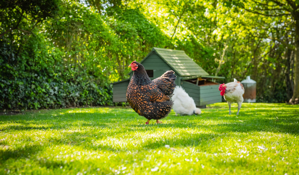 Perchoirs pour poules : Qu'est-ce qu'un perchoir et pourquoi vos