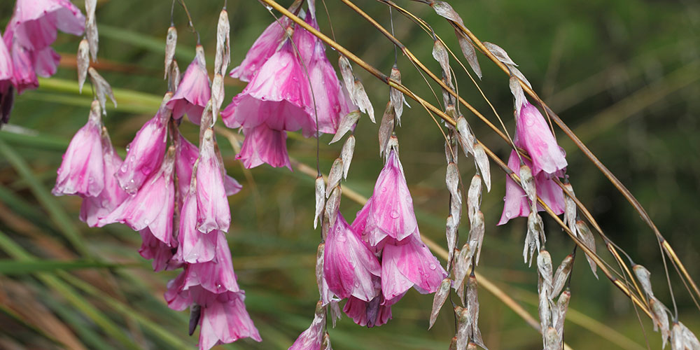 Dierama pendulum / Canne à pêche des anges