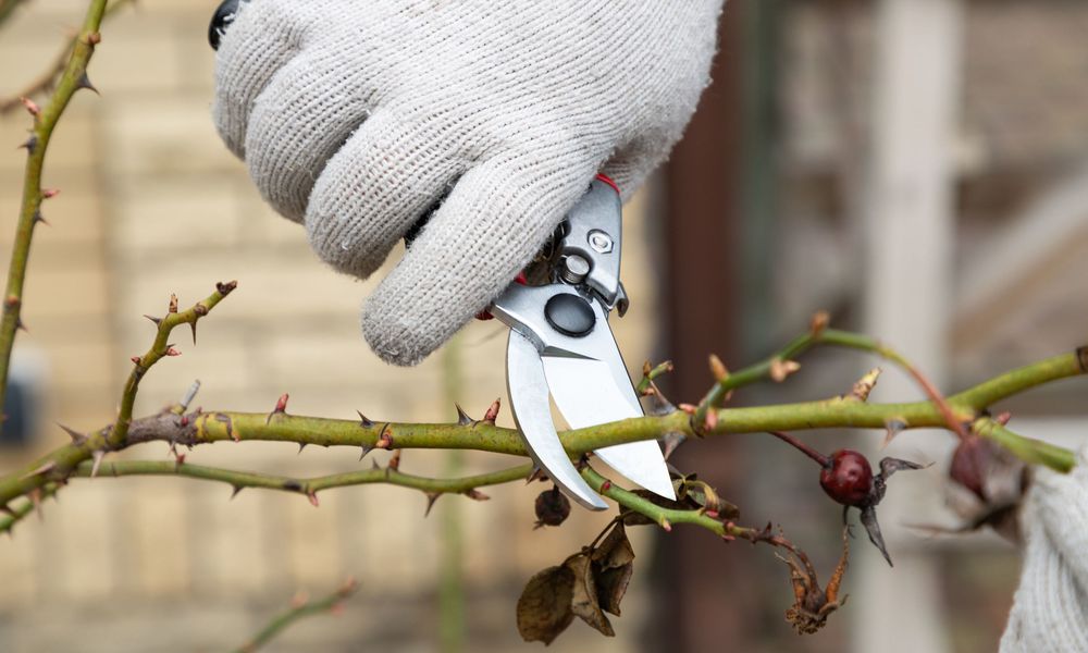 Raccourcissez de moitié les branches conservées
