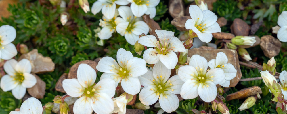 Saxifrage japonais