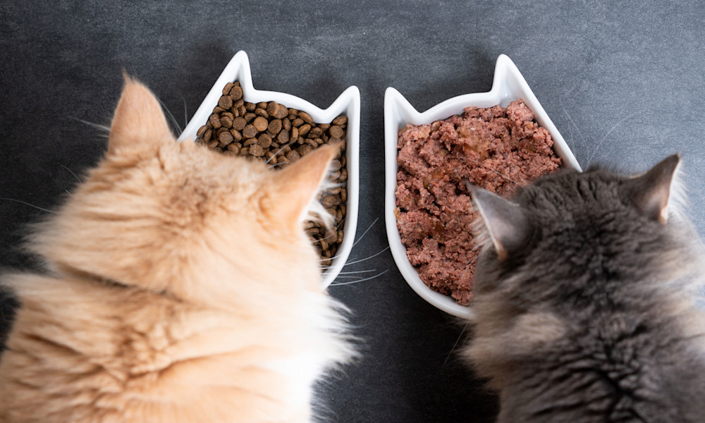 Comment nourrir un chat adulte ?