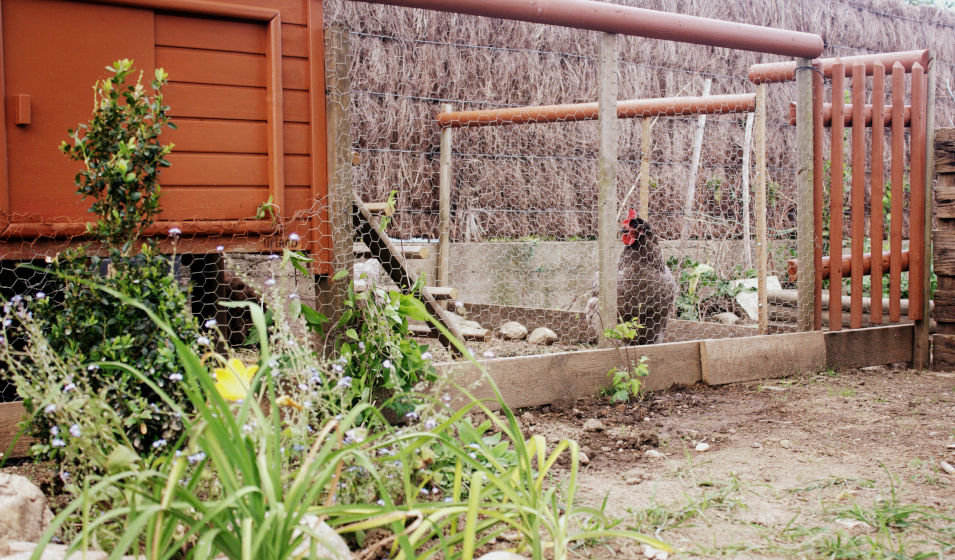 Une poule dans son enclos grillagé à côté du poulailler 