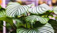 Calathea Aux Feuilles Tombantes Comment L entretenir Jardiland Calathea Aux Feuilles Tombantes Comment L entretenir Jardiland