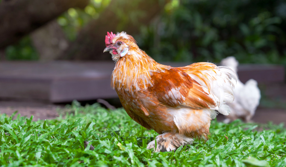 La mue est un phénomène naturel chez la poule en automne 