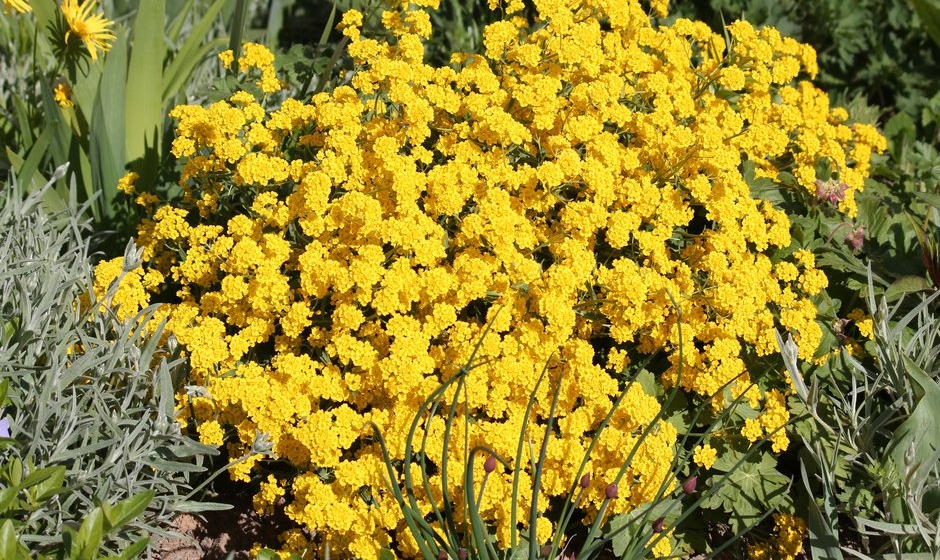 La corbeille d’or, de vrais coussins fleuris pour les murs et les rocailles