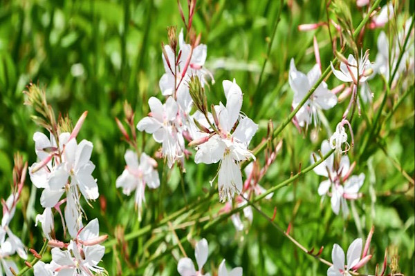 Une nuée de papillons ensoleillés
