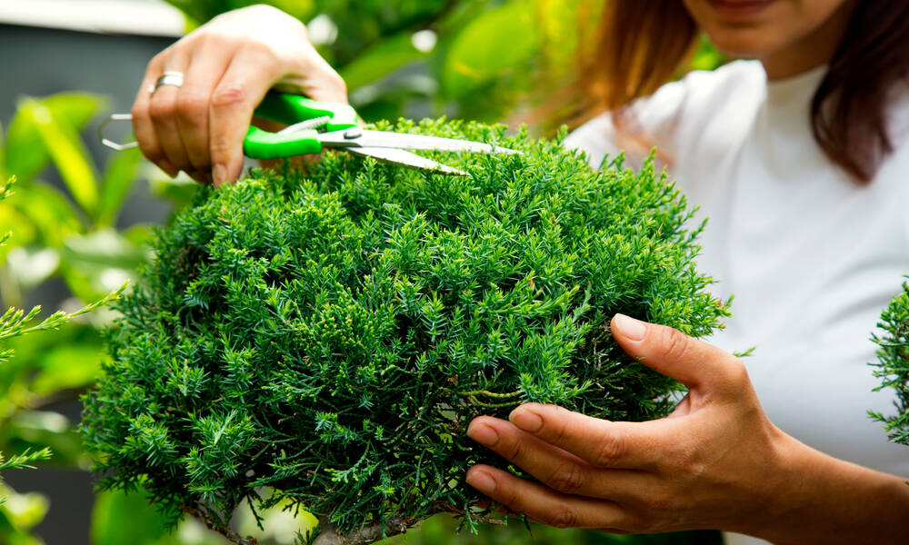 Les ciseaux de jardin permettent de faire des coupes de précision