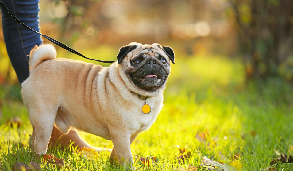 Le chien carlin est originaire de Chine