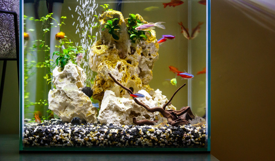 Nos conseils : Découvrir les nano-aquariums