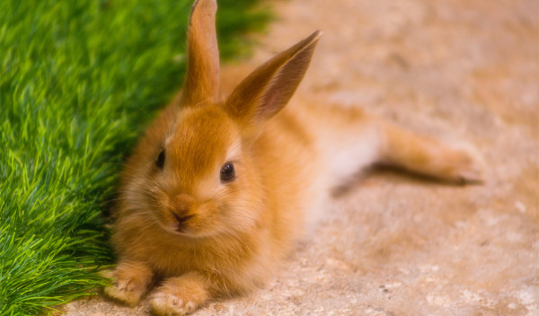 Caractère et comportement du lapin