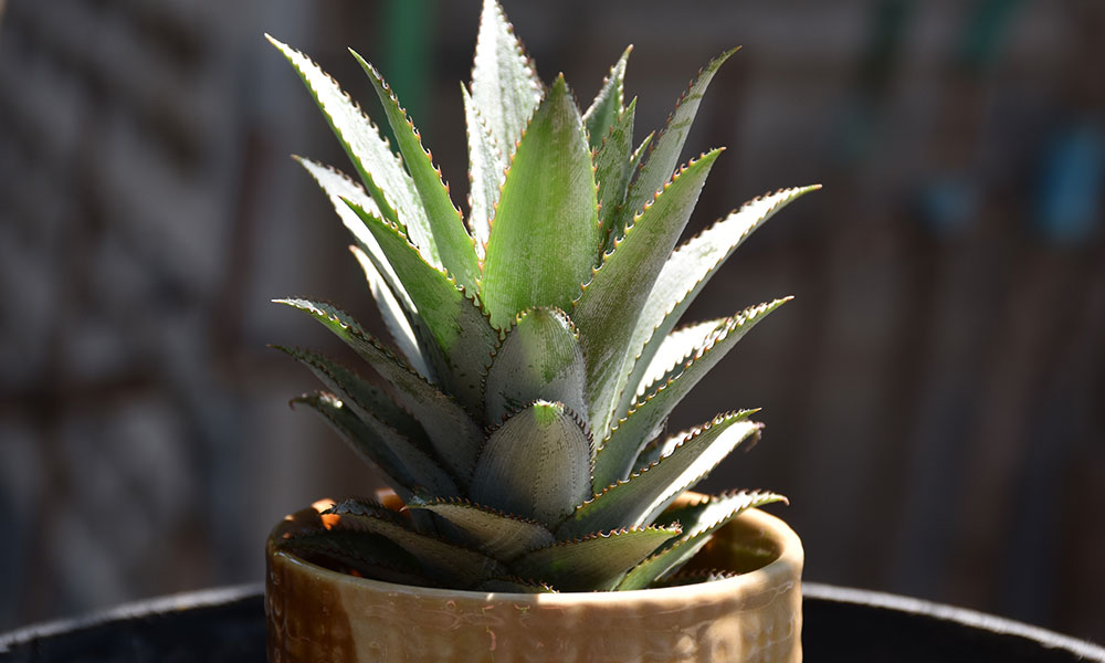 Ananas