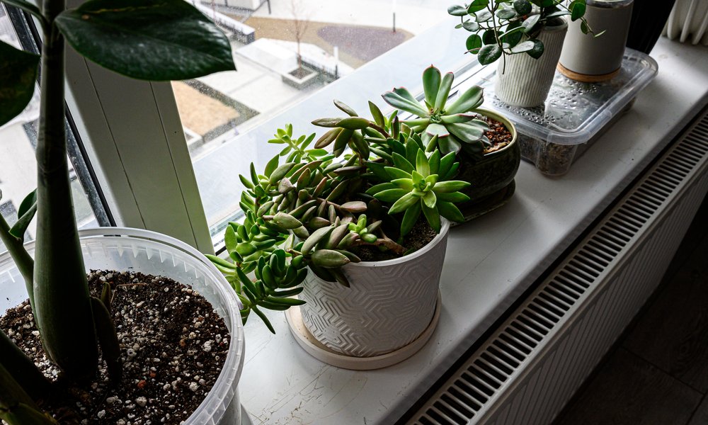 La présence d'un radiateur comme la clarté de la pièce influent sur les besoins en eau d'une plante d'intérieur